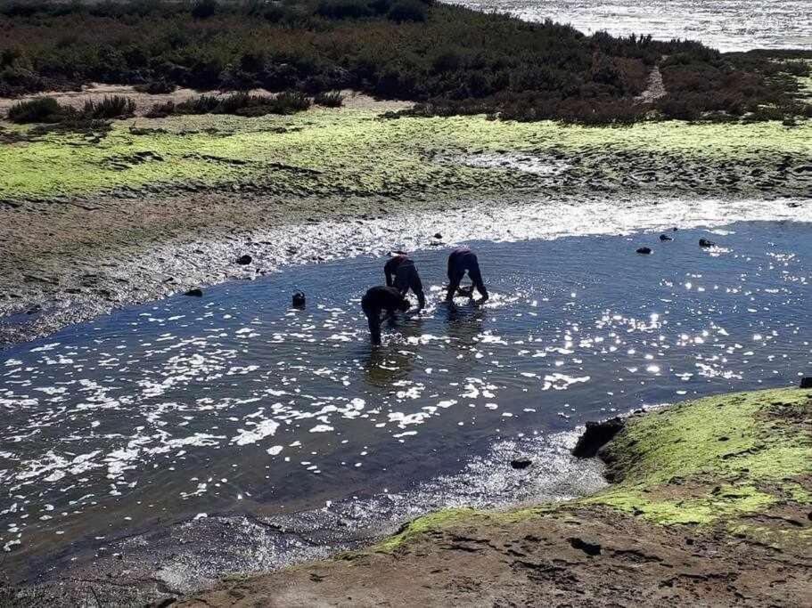 הוילה פארו Ria Formosa Pineview מראה חיצוני תמונה