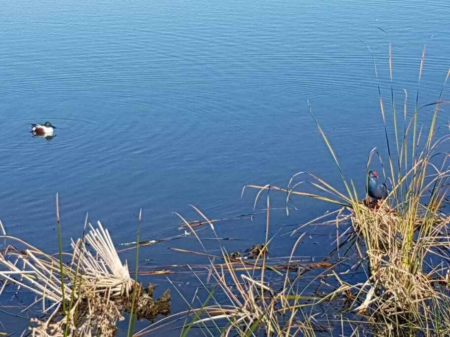 הוילה פארו Ria Formosa Pineview מראה חיצוני תמונה